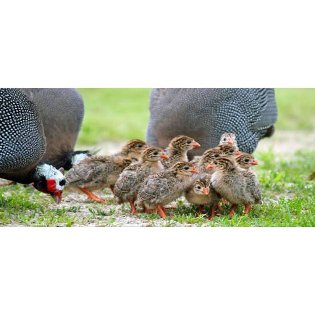Anak ayam hias mutiara usia 10 hari sudah di vaksin