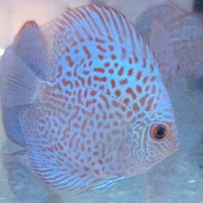 Discus Blue scorpion / ikan hias air tawar aquarium