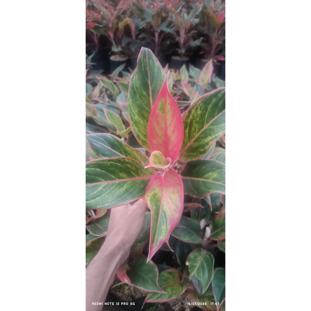 Aglonema Lipstik Manilompek