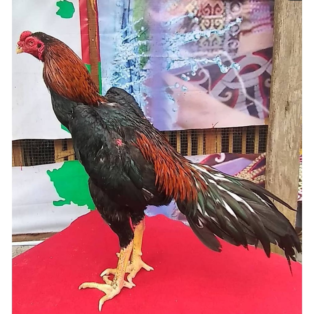 

paket hemat 3 telur ayam Bangkok Thailand fertil siap buat ditetaskan