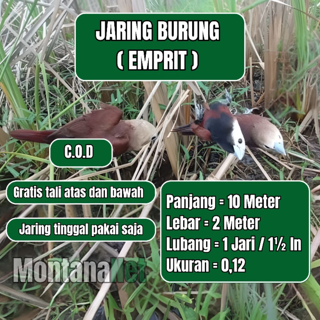 JARING EMPRIT JARING BURUNG SAWAH PIKAT BURUNG PIPIT JEBAKAN BURUNG