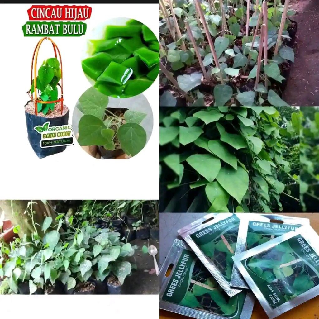 

daun cincau hijau harga promo terlaris fresh 100 lembar