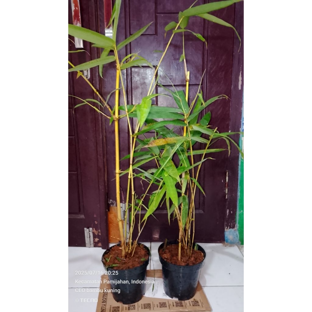bambu kuning tumbuh+ pot
