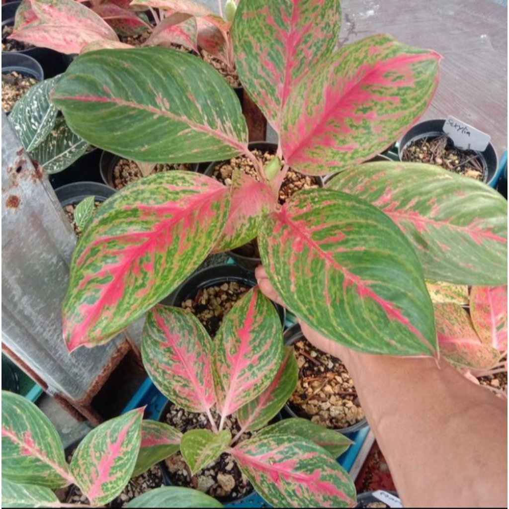aglonema yohana tanaman hias
