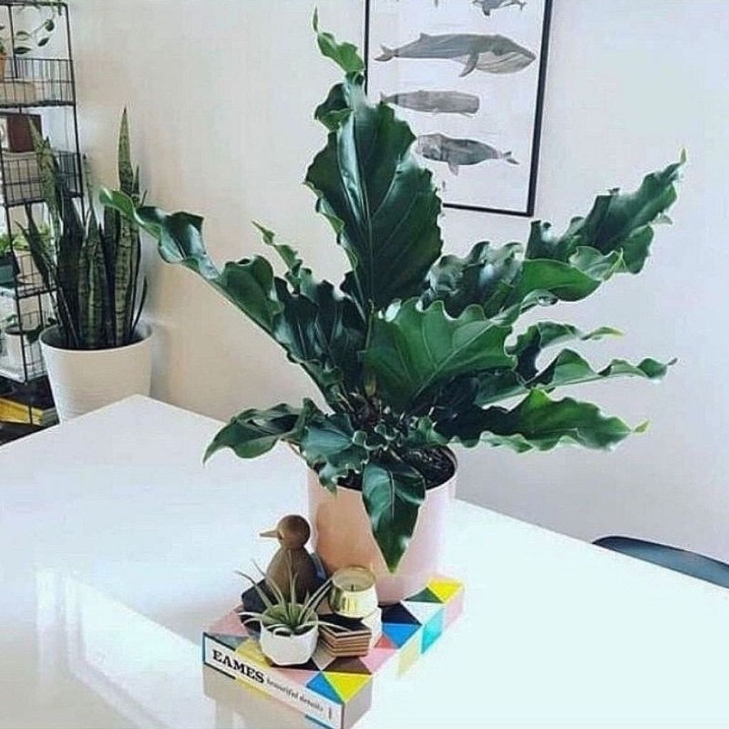 Tanaman hias gelombang cinta / Pohon gelombang cinta