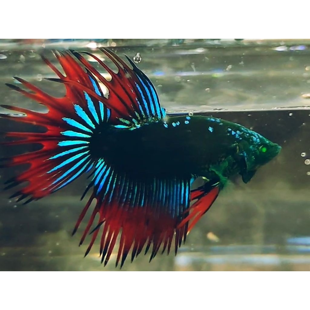 

cupang CT AVATAR HULK