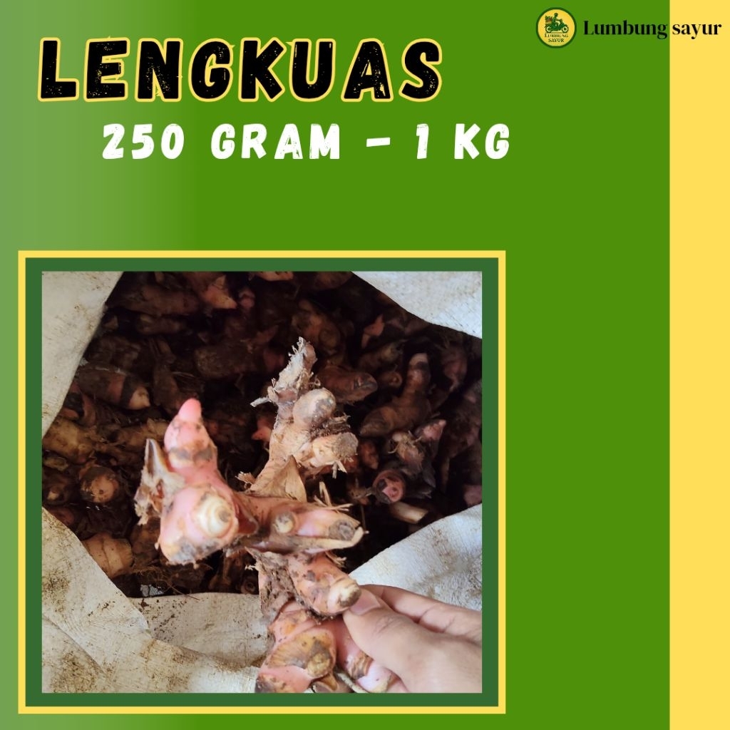 

Lengkuas / Laos Segar Berkualitas | Fresh dari Petani Lokal | 250g – 1kg | Bumbu & Herbal Alami