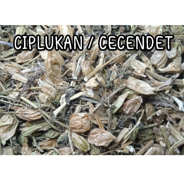 

CIPLUKAN KERING / CEPRUTAN / CECENDET Isi 1.Kg