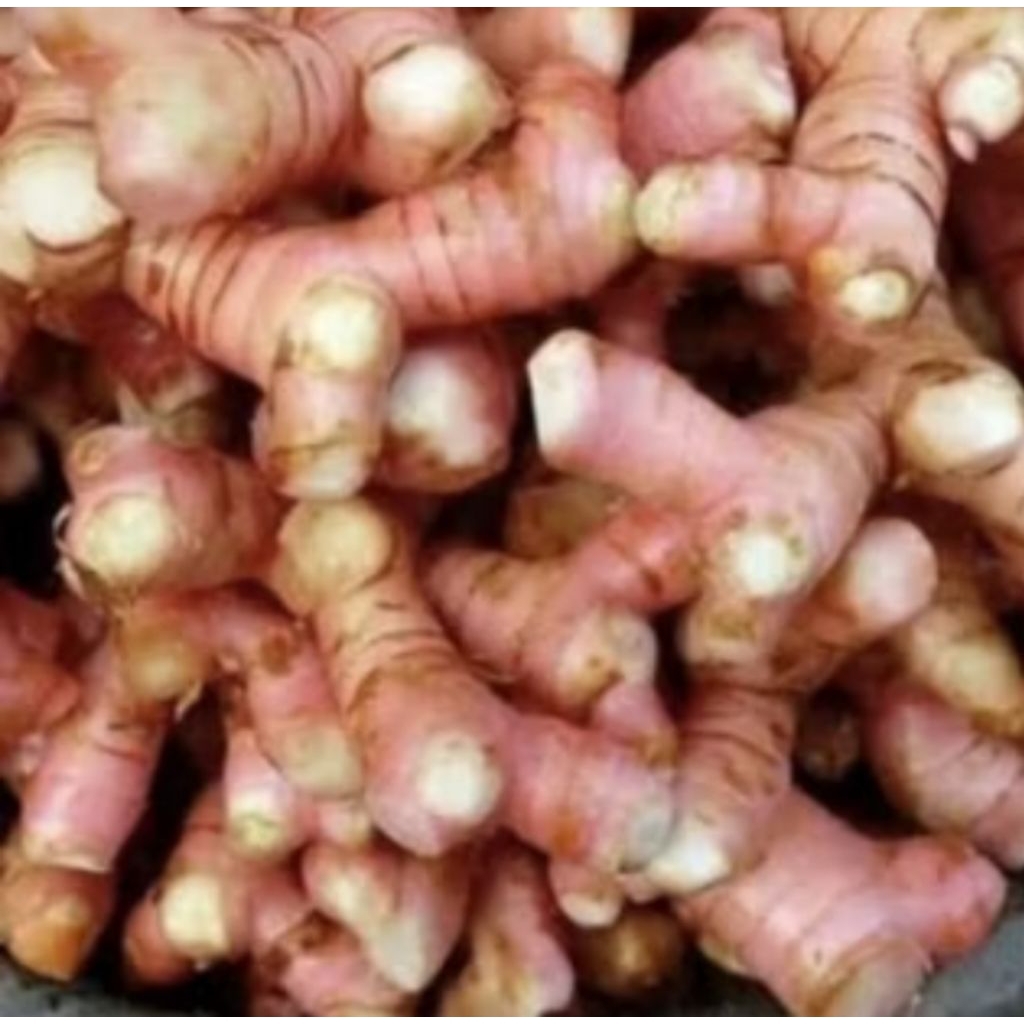 

LENGKUAS 1 KG,. #LENGKOAS #LAOS #LAJA SEGAR BARU PETIK