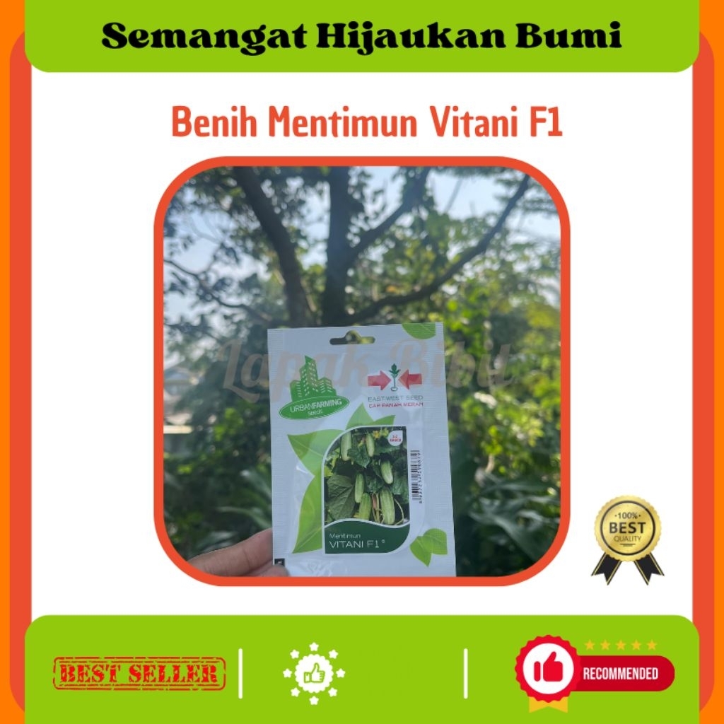 Benih Mentimun Vitani F1