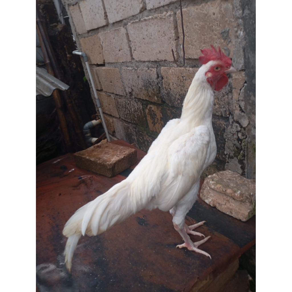 Ayam kampung putih jantan jago muda umur 6 bulan di jakarta