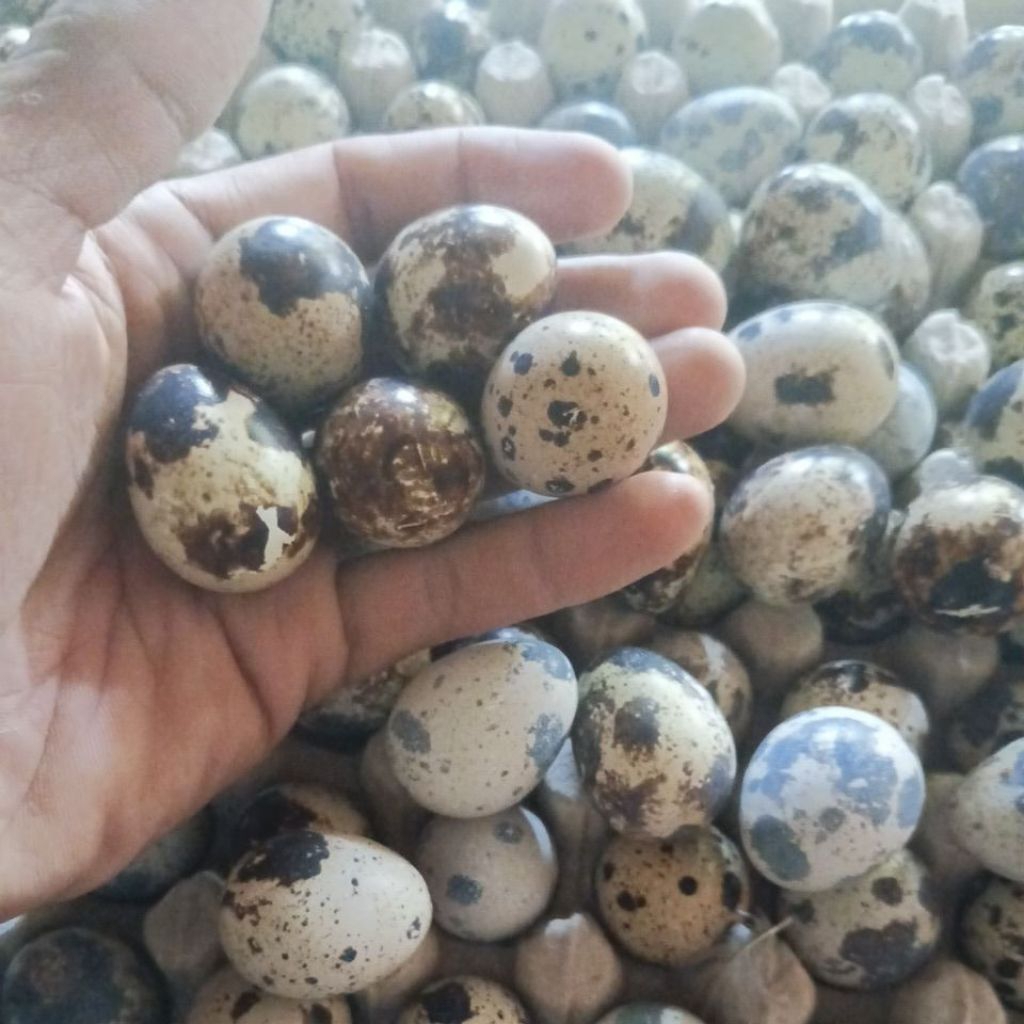 

Telur Puyuh Mentah | 100 butir