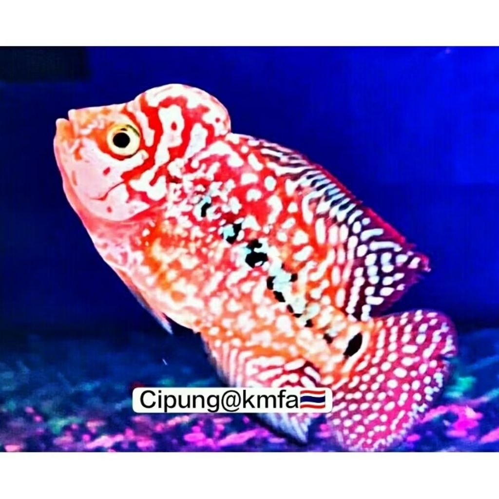 Hiasan aquarium king kamfa f2 mongkol🇹🇭