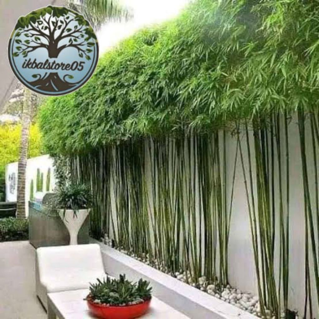 Bibit Bambu Jepang Hias Mini Tanaman Bambu Jepang Siap Tanam