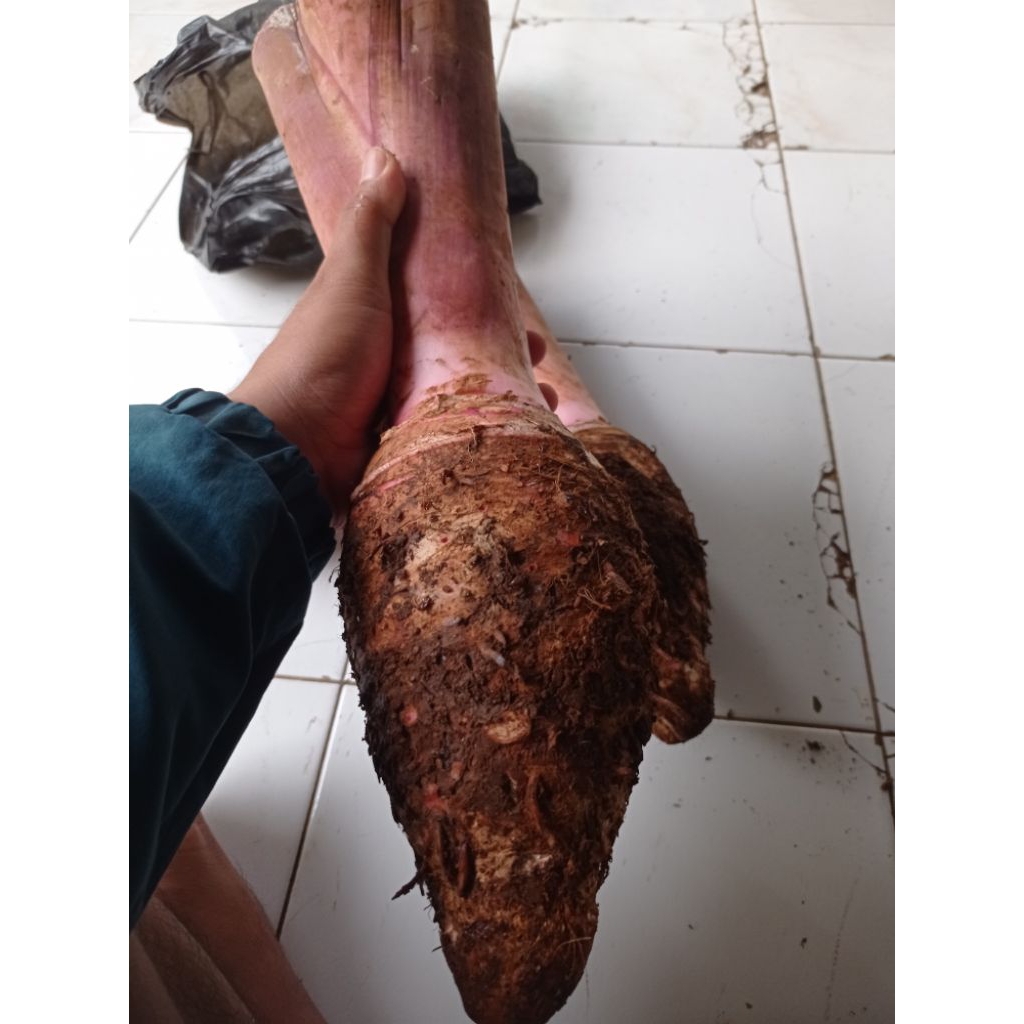 

Talas Bogor Talas Ungu jumbo per Batang 1,4kg