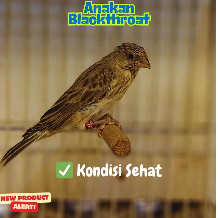 BLACKTHROAT JANTAN – USIA 5 BULANAN – SUDAH Gacor Dor