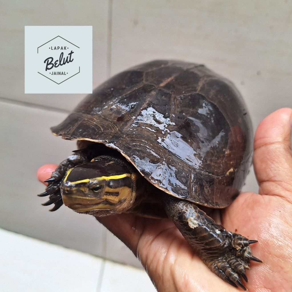 kura² ambon indukan bergaransi sehat 100%