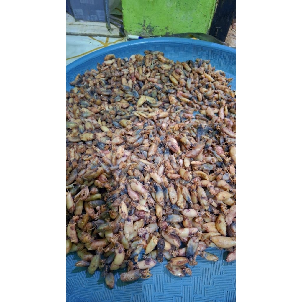 

baby cumi rebus laut pecah tinta size 1-3 cm