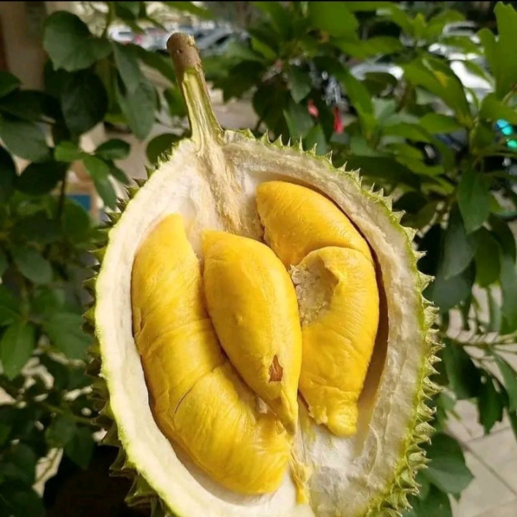 

Bibit Durian Musangking Kaki 3 Ukuran 1 Meter – Unggul, Cepat Berbuah & Cocok Budidaya