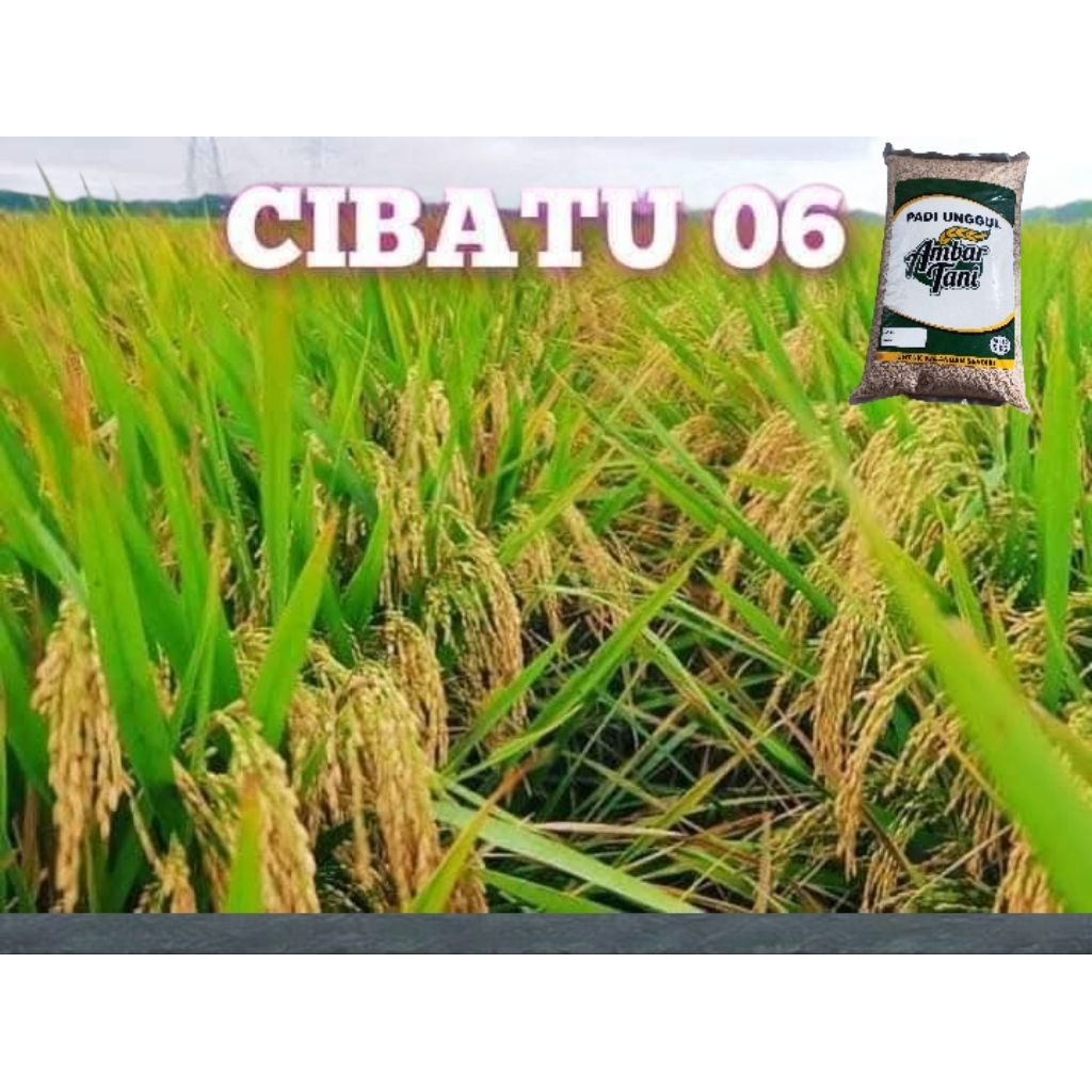benih padi cibatu 06