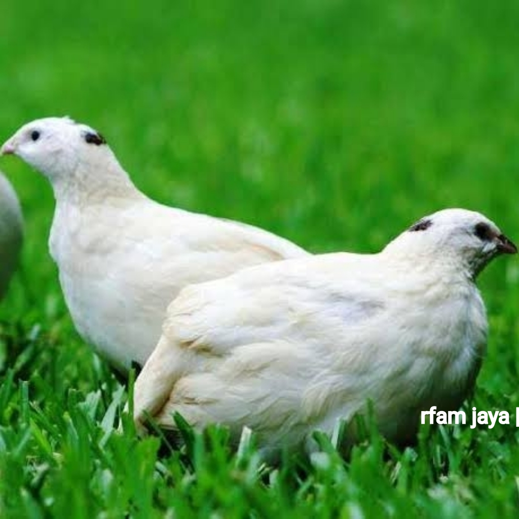 PUYUH ALBINO HIAS SEPASANG BURUNG KANDANG AVIARY GRAB GOJEK ONLY