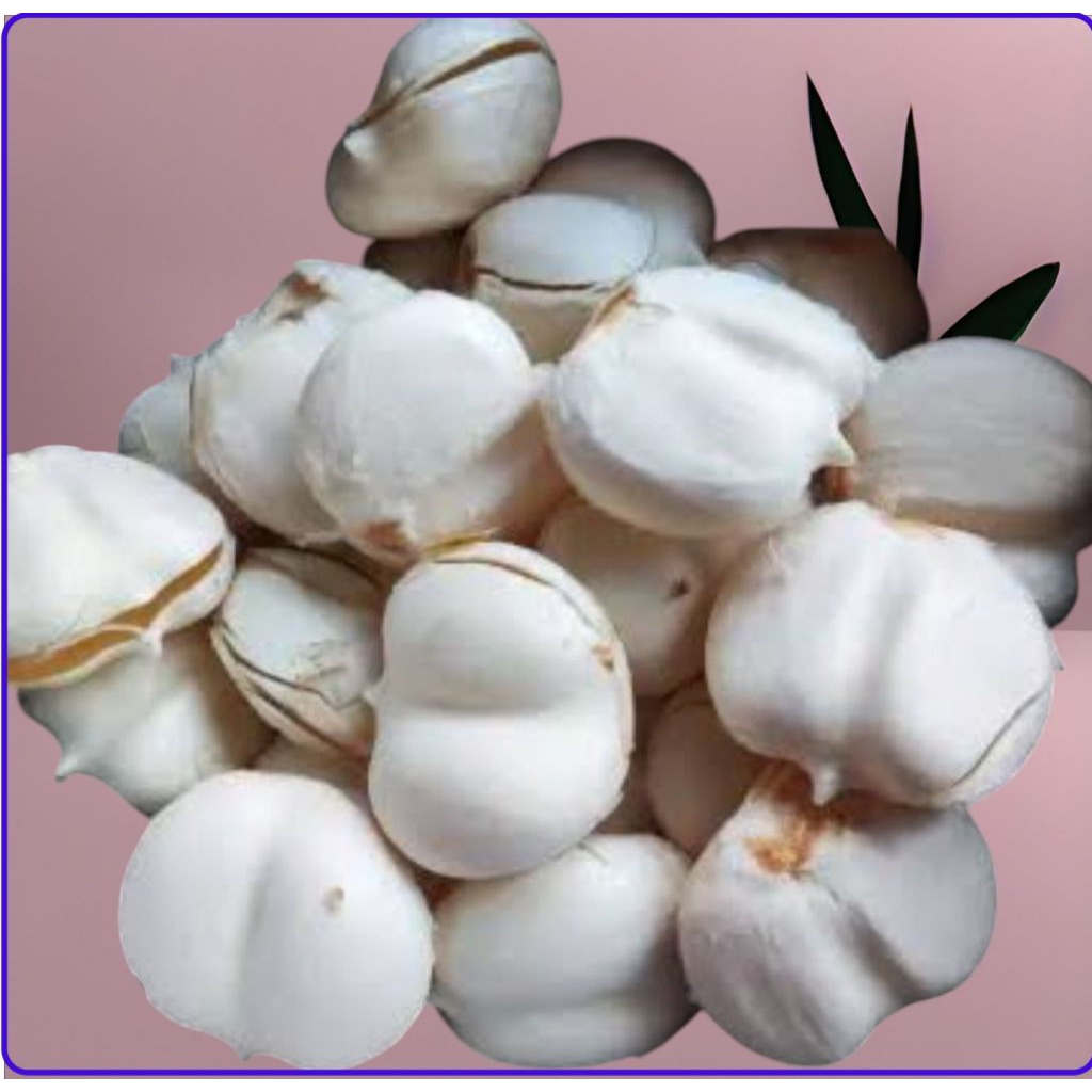 

Buah Lontar Siwalan Kupas 1 Pack
