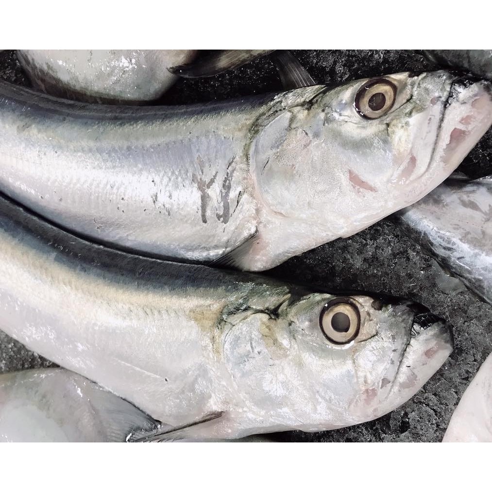 

Ikan Golok Golok Ikan Parang Ikan Laut Segar 1Kg