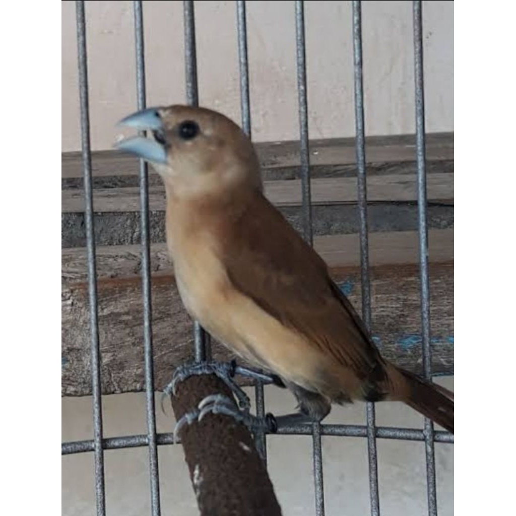 emprit kaji pipit kaji ababil