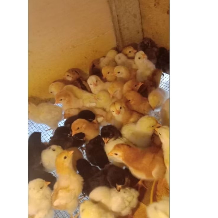 DOC - AYAM KAMPUNG ASLI / AKA (ECER) - sudah di vaksin