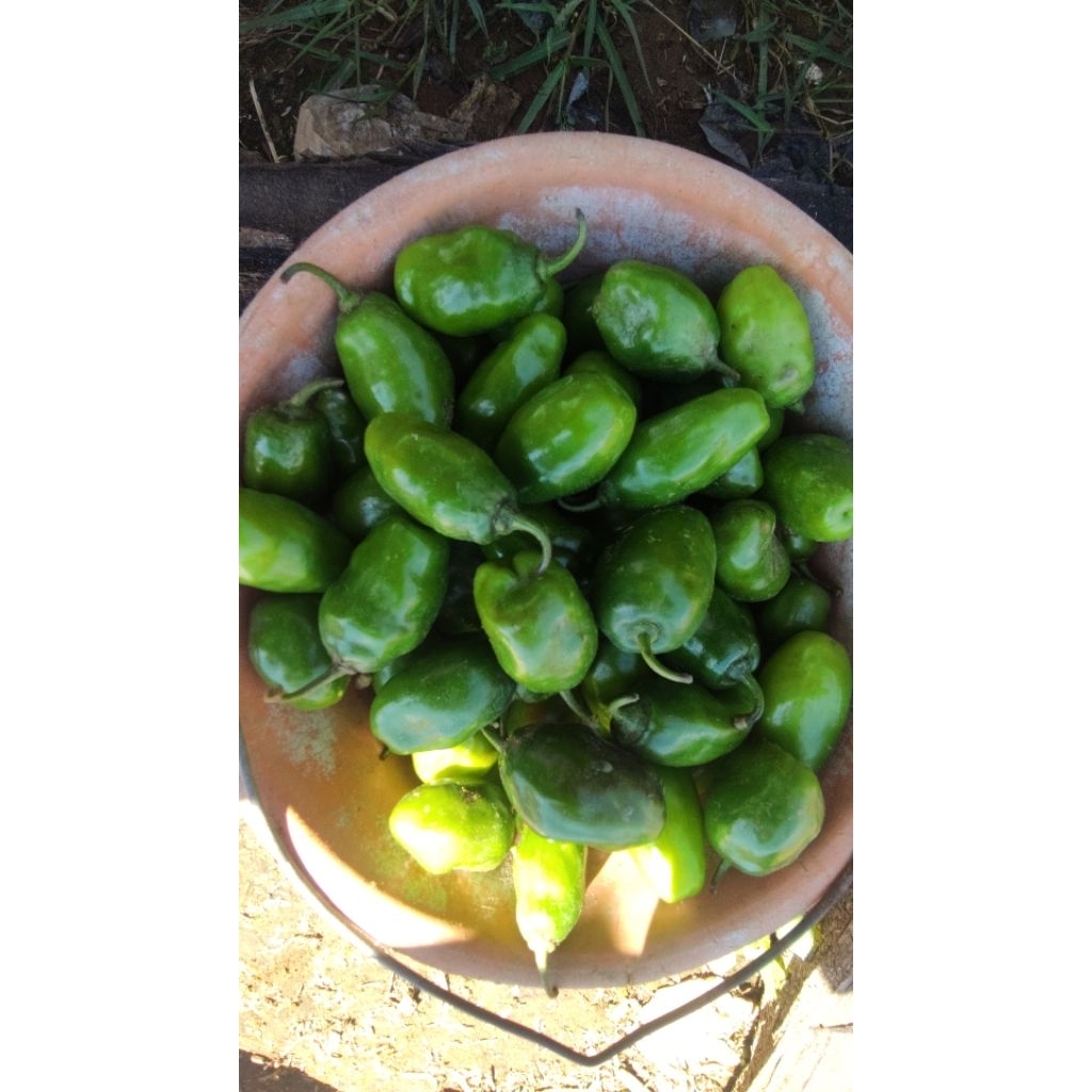 

cabai gendot dieng 1kg