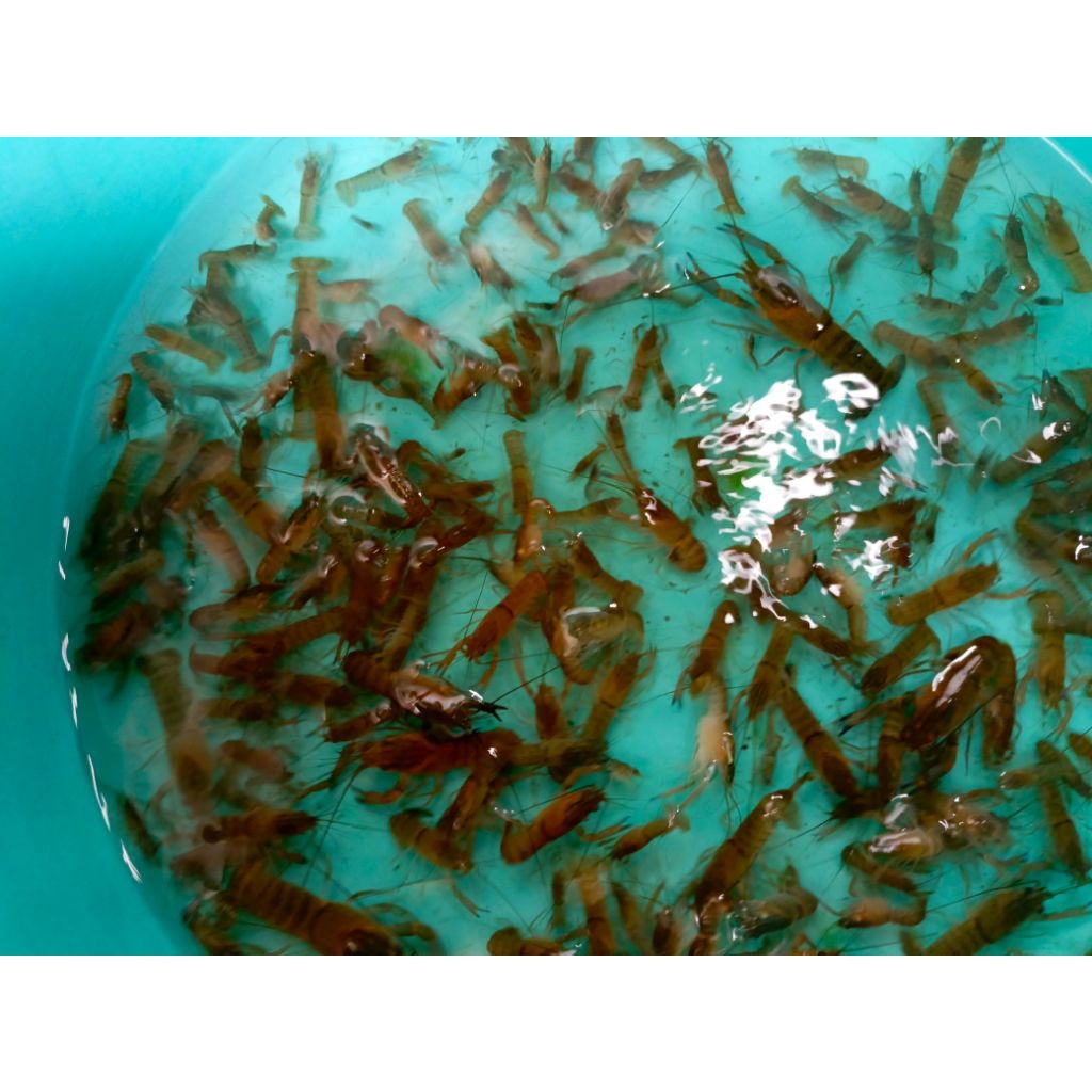 

Bibit lobster air tawar size 2 inchi