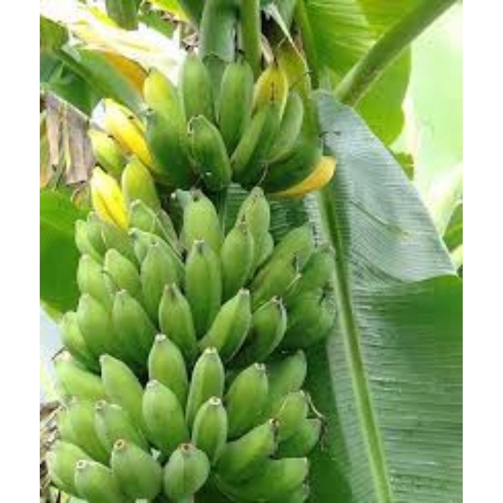 

pisang raja super segar