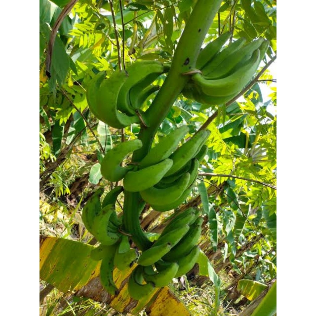 

pisang lempeneng asli Jawa barat