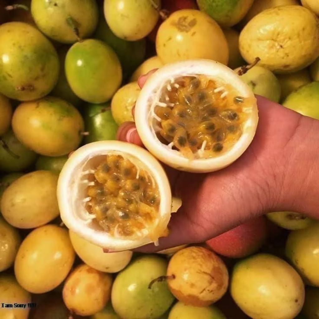 

1kg markisa kuning segar petik pohon