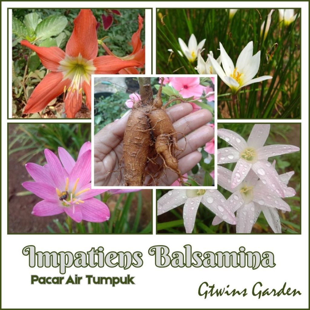 GG | 2 Umbi Bermacam macam Umbi Bunga Rain Lili, Amarilis