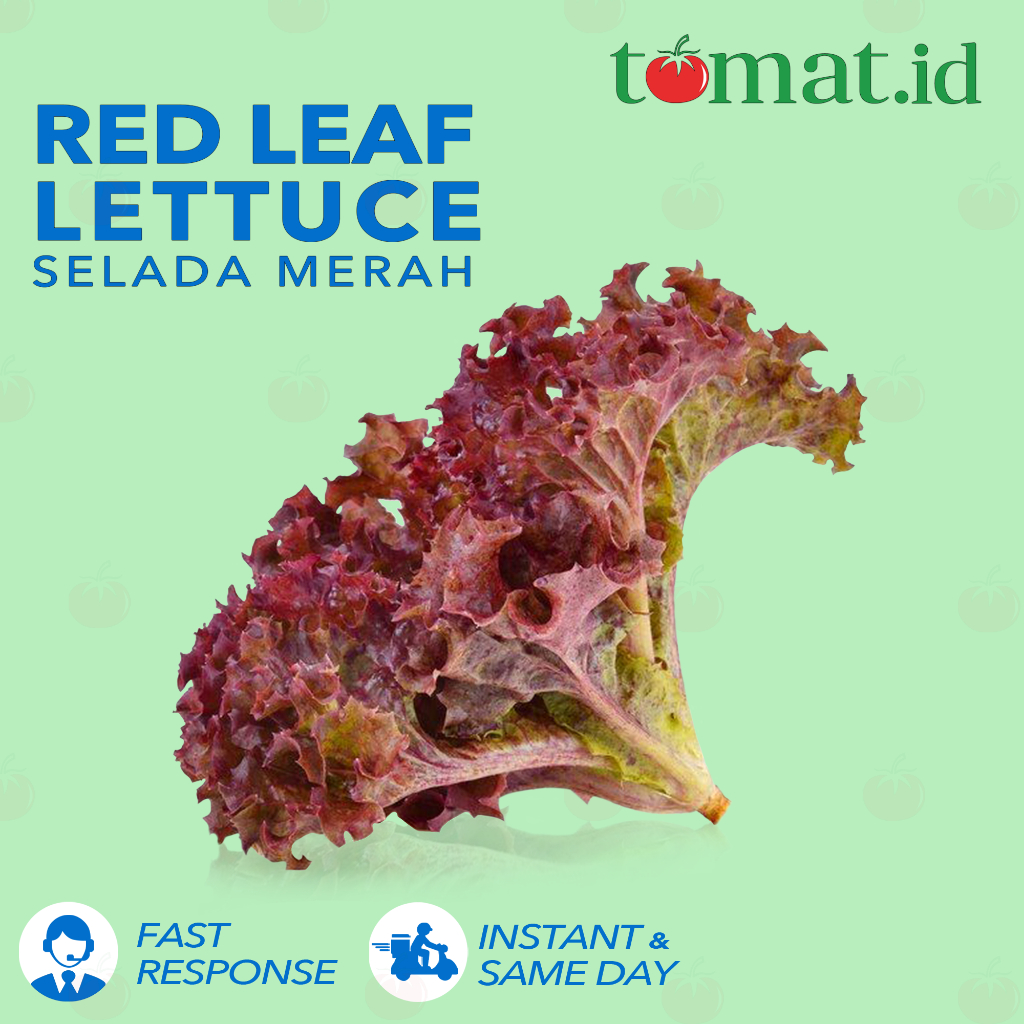

Selada Merah / Red Lettuce
