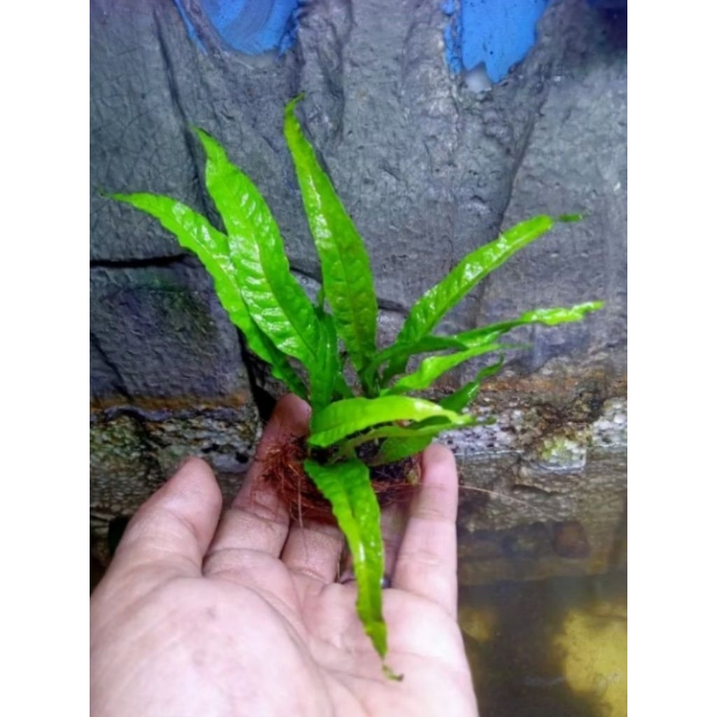 tanaman kadaka (java fern)