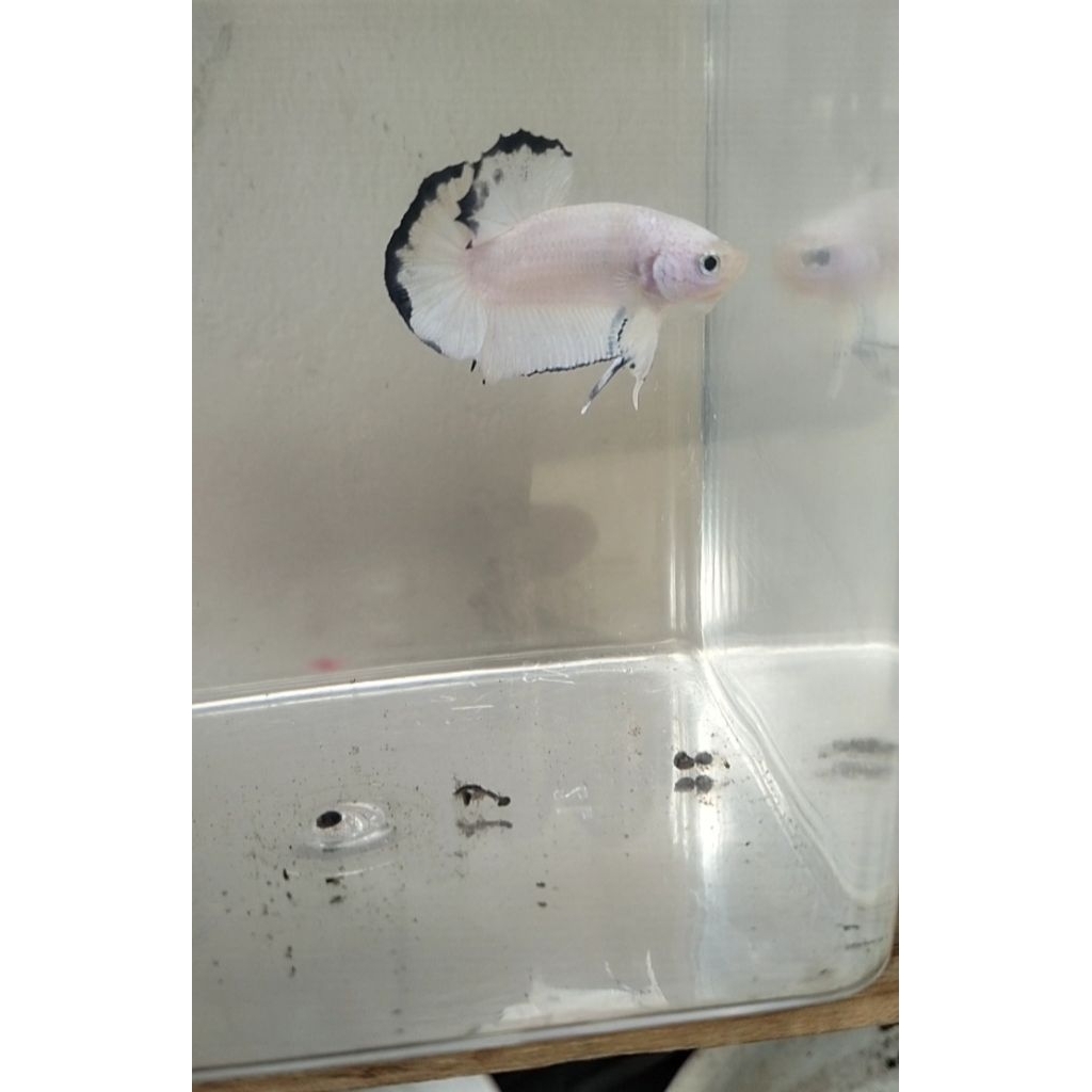 cupang blue rim jantan clean body size M sesuai foto/vidio 100% real pict