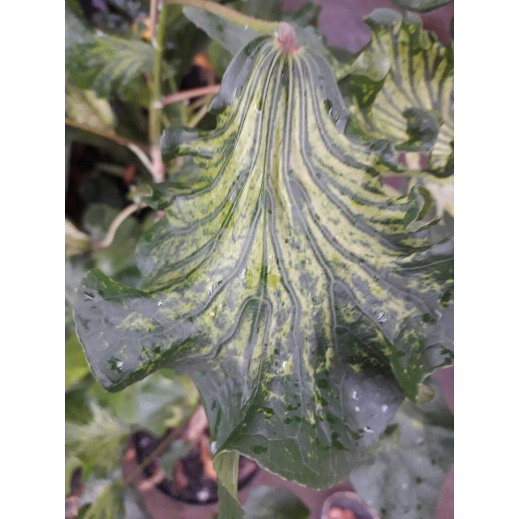 Bibit Tanaman Hias Waru Wayang