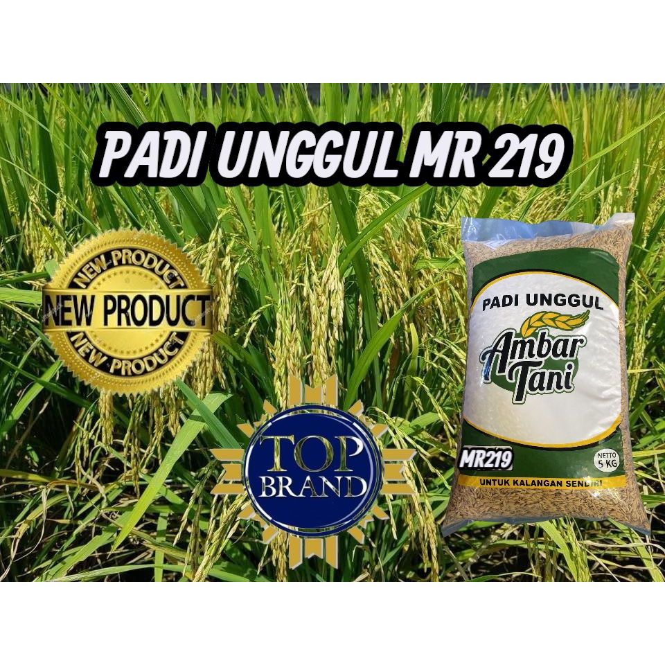 Bibit benih padi unggul Mr219 KEMASAN 5KG