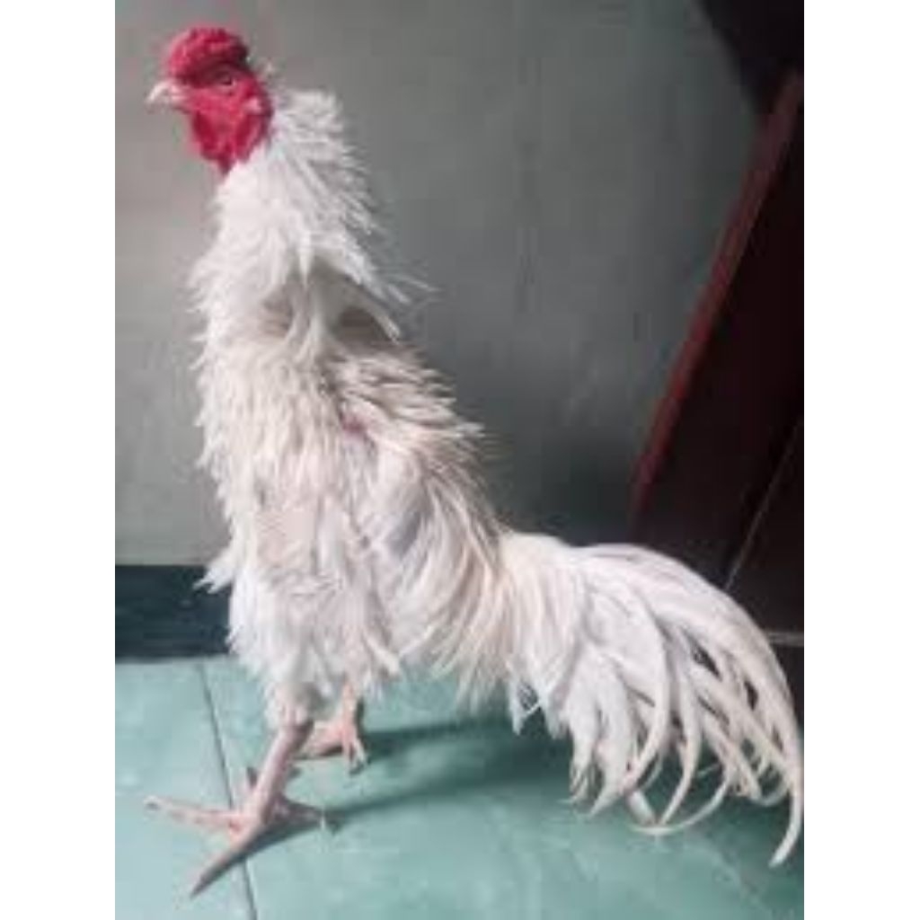 

Telur Tetas Ayam Walik putih mulus Fertil Buat ditetaskan