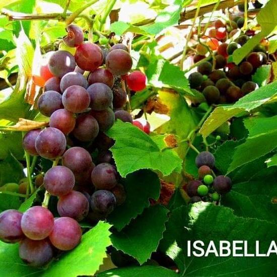 

POHON ANGGUR LOKAL ISABELA