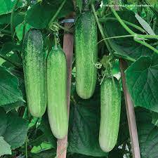 

timun baby fress 500gr lanfsung dr petani