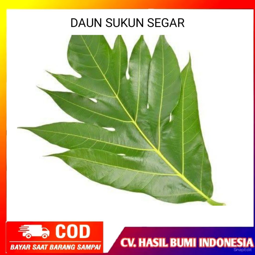 

Daun Sukun Segar 1kg Sudah Bersih Siap Pakai