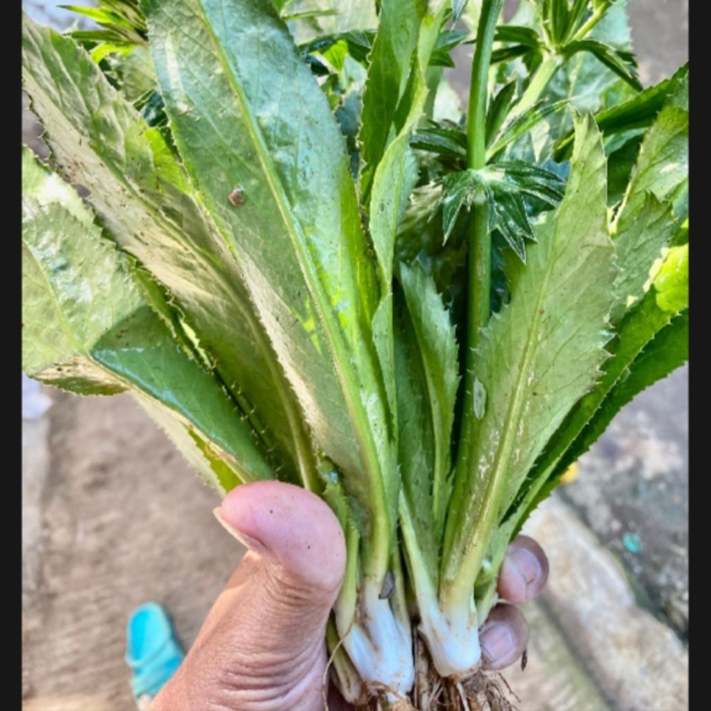 

Daun walang sangit/walang Geni asli original segar 500g