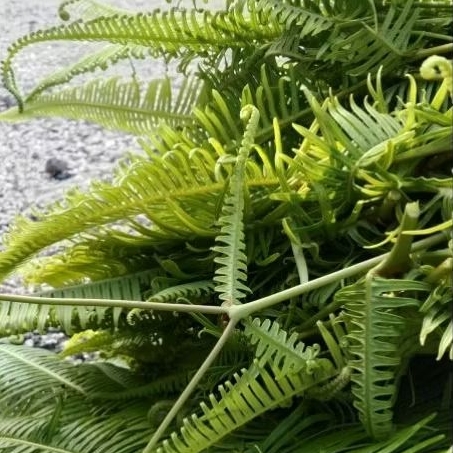 

daun segar paku resam fress segar 500 gram