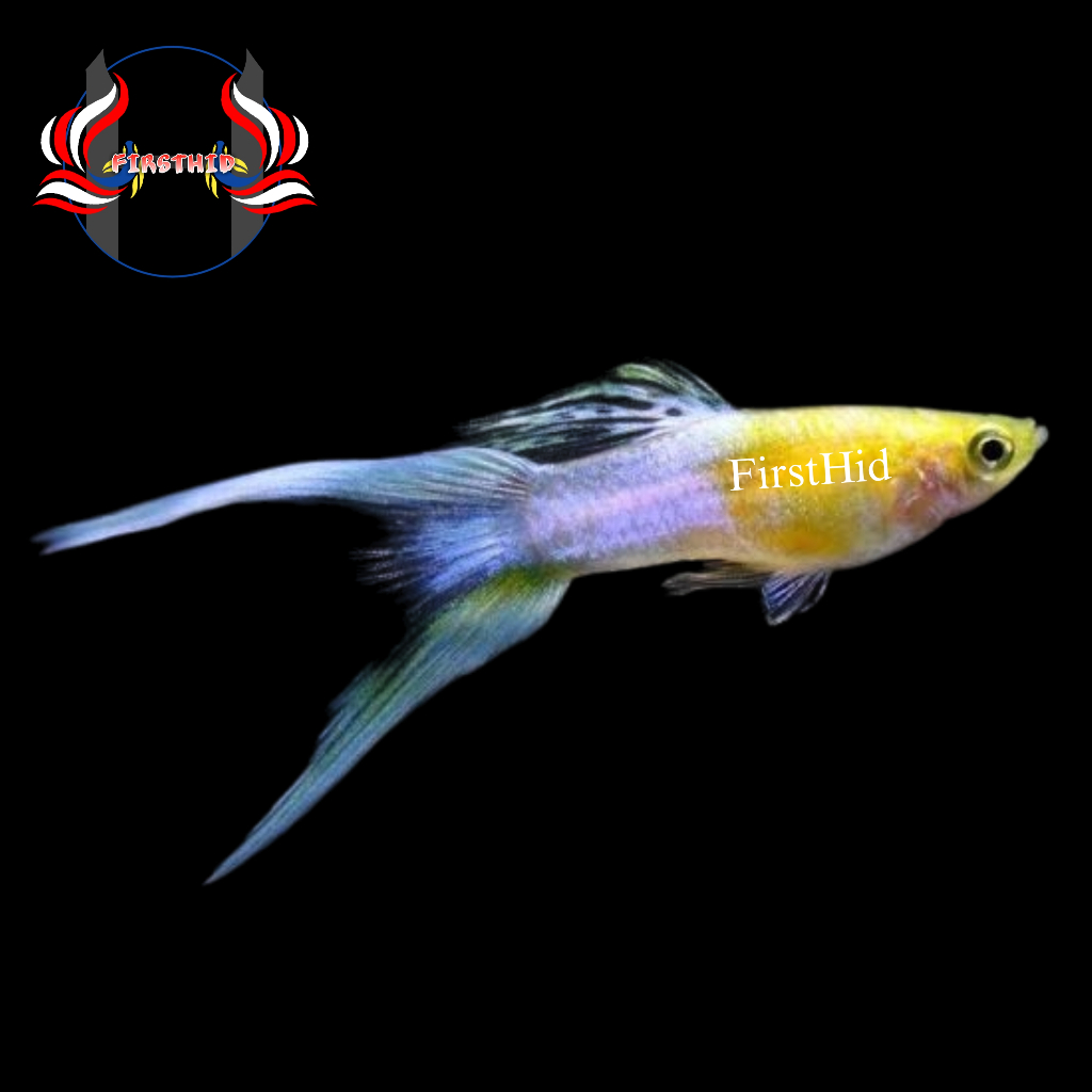 (BEST SELLER) Aksesoris Akuarium GUPPY Japan Blue Double Swordtail versi Gold penghias kolam