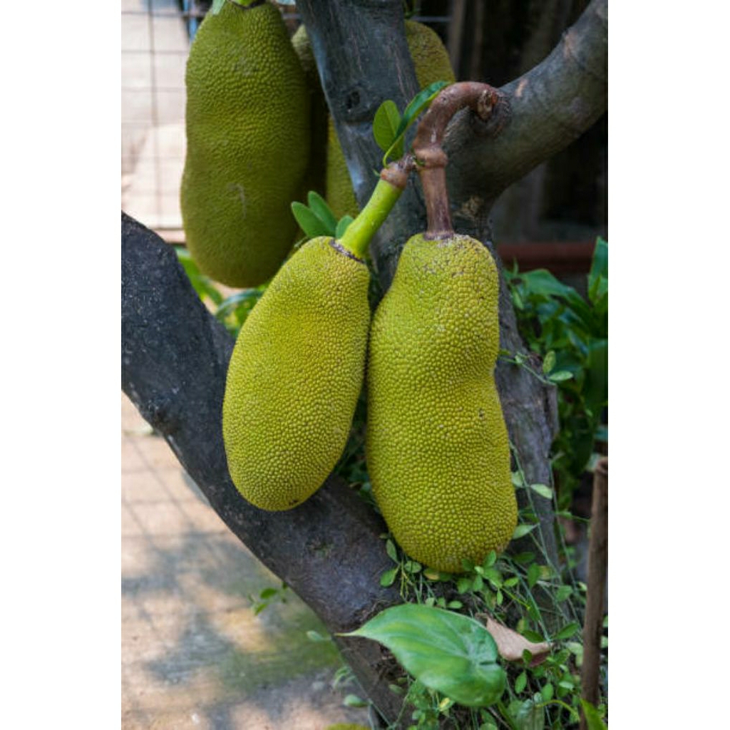 

nangka mentah cocok buat sayuran