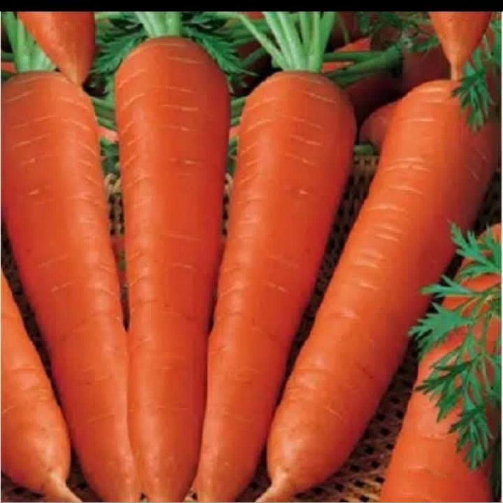 

wortel segar berat 1kg