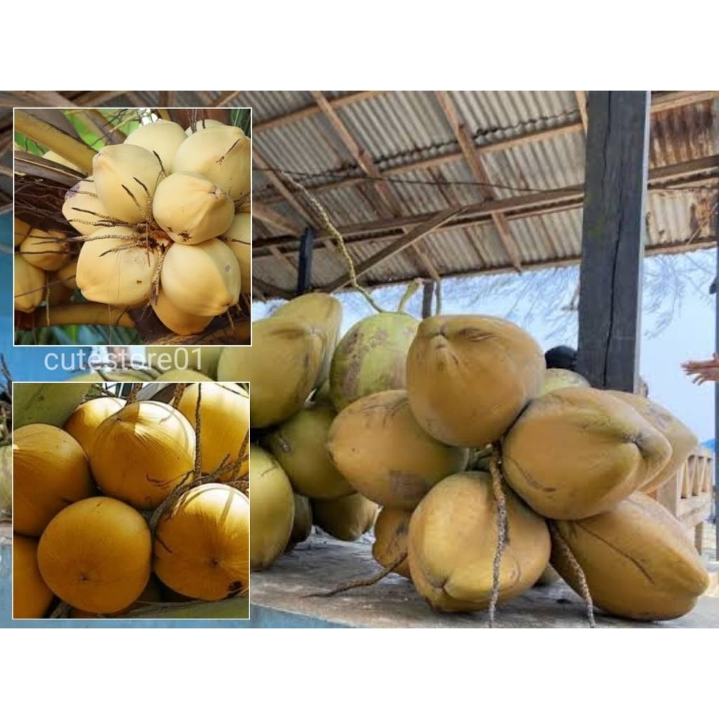 

Kelapa Muda Kelapa Gading Kuning 1pcs